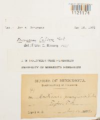 Dicranum fulvum image