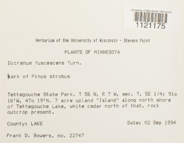 Dicranum fuscescens image