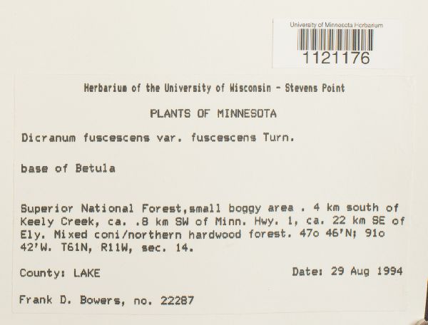 Dicranum fuscescens var. fuscescens image