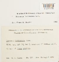 Dicranum fuscescens image