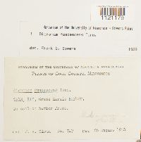 Dicranum fuscescens image