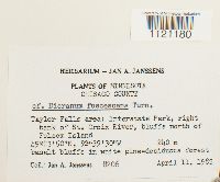 Dicranum fuscescens image