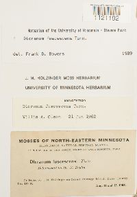 Dicranum fuscescens image