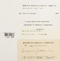 Dicranum fuscescens image