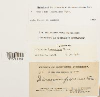 Dicranum fuscescens image