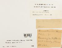 Dicranum fuscescens image