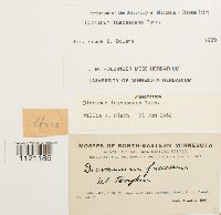 Dicranum fuscescens image