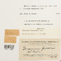 Dicranum fuscescens image