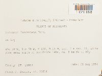 Dicranum fuscescens image