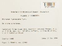 Dicranum fuscescens image