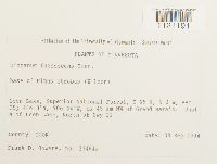 Dicranum fuscescens image