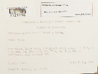 Dicranum fuscescens image