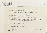 Dicranum fuscescens image