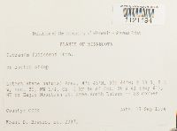 Dicranum fuscescens image