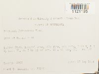 Dicranum fuscescens image