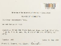 Dicranum fuscescens image