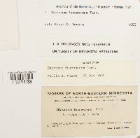 Dicranum fuscescens image