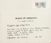 Dicranum fuscescens image