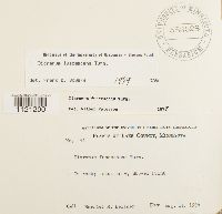 Dicranum fuscescens image