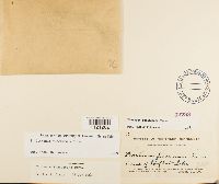 Dicranum fuscescens image