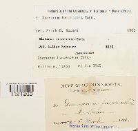 Dicranum fuscescens image