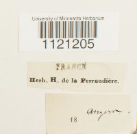 Desmatodon convolutus image