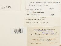 Dicranum fuscescens image