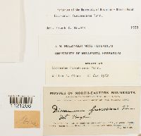 Dicranum fuscescens image