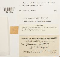 Dicranum fuscescens image