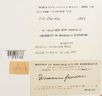 Dicranum fuscescens image