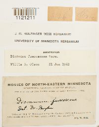 Dicranum fuscescens image