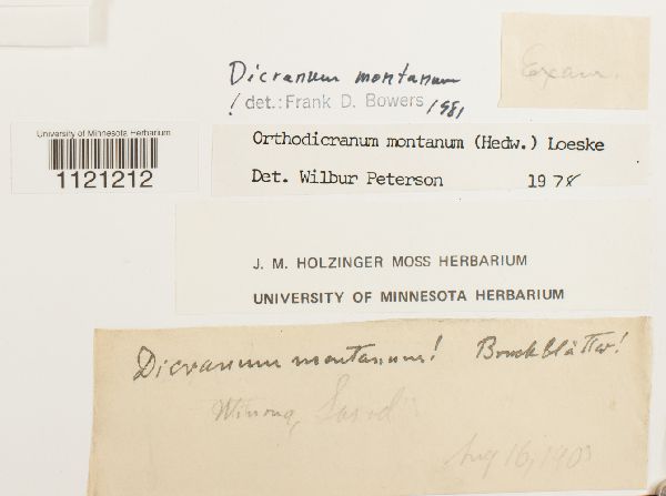 Dicranum montanum image
