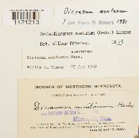 Dicranum montanum image