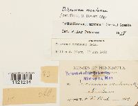 Dicranum montanum image