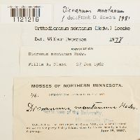 Dicranum montanum image