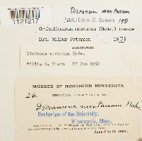 Dicranum montanum image