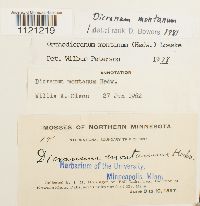 Dicranum montanum image