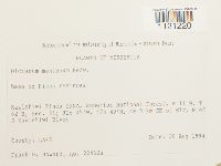 Dicranum montanum image