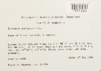 Dicranum montanum image