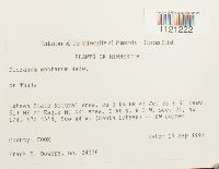 Dicranum montanum image