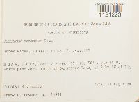 Dicranum montanum image