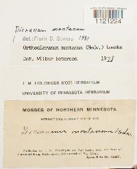 Dicranum montanum image