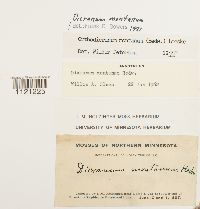 Dicranum montanum image