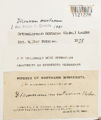 Dicranum montanum image