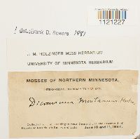 Dicranum montanum image