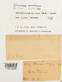 Dicranum montanum image