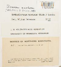 Dicranum montanum image