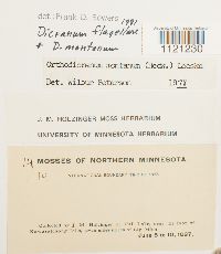 Dicranum montanum image