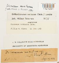 Dicranum montanum image