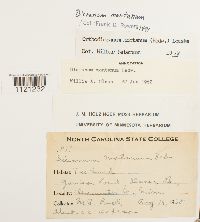 Dicranum montanum image